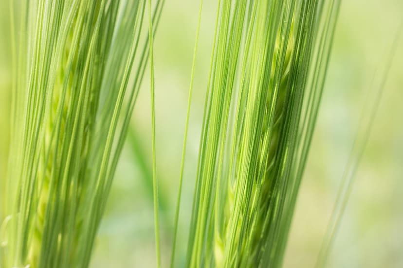 Biostimolanti per Colture Europee: Migliora la tua Produzione