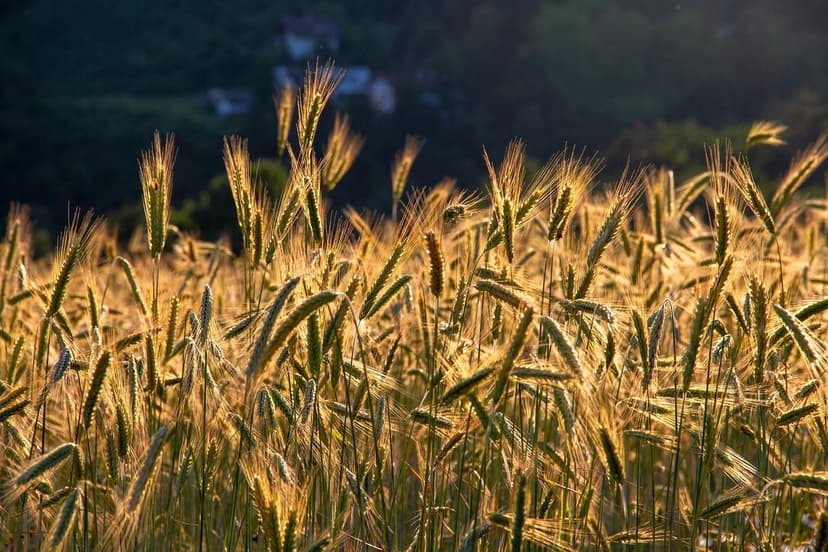 Biostimulants qui renforcent la production dans les cultures européenn