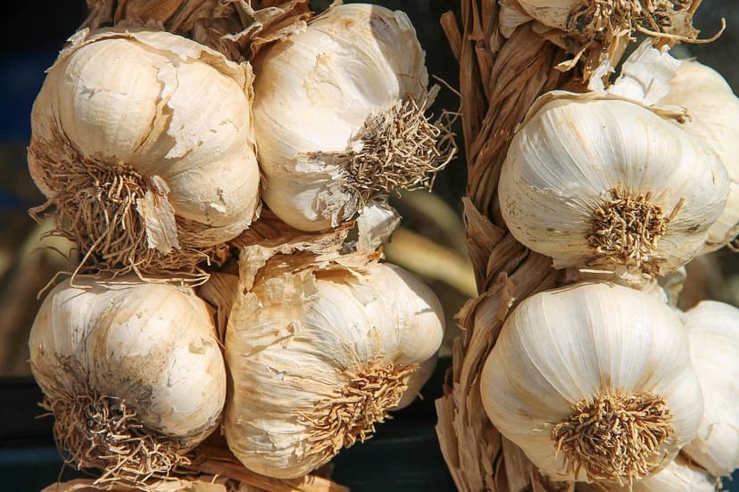 Microrganismi del suolo nell'agricoltura rigenerativa
