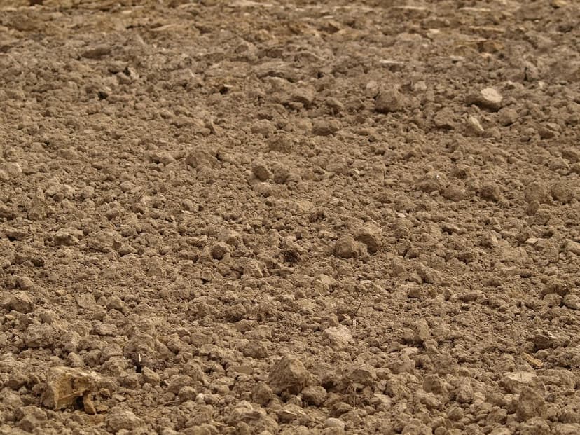 Uso di Probiotici per Migliorare il Suolo in Serra