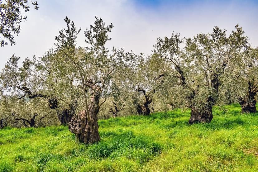 Bioestimulantes Oliveira Absorção Radicular e Rendimento