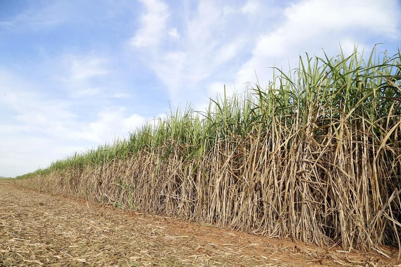 Biostimulants : amélioration de la rentabilité des cultures en Europe