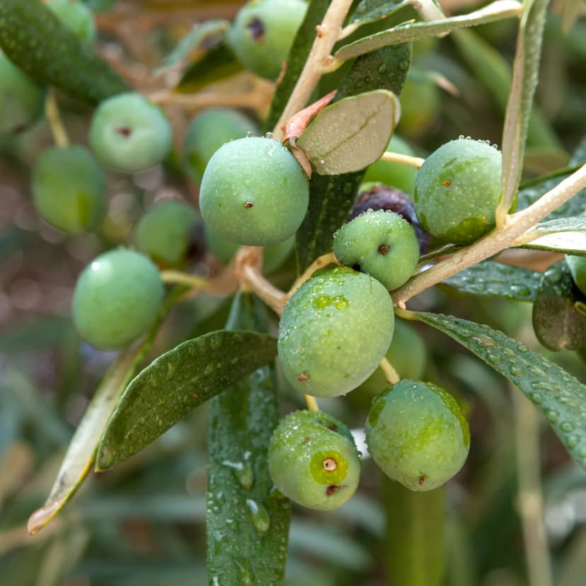 Fruto de olivo en desarrollo con hojas sanas en agricultura ecológica