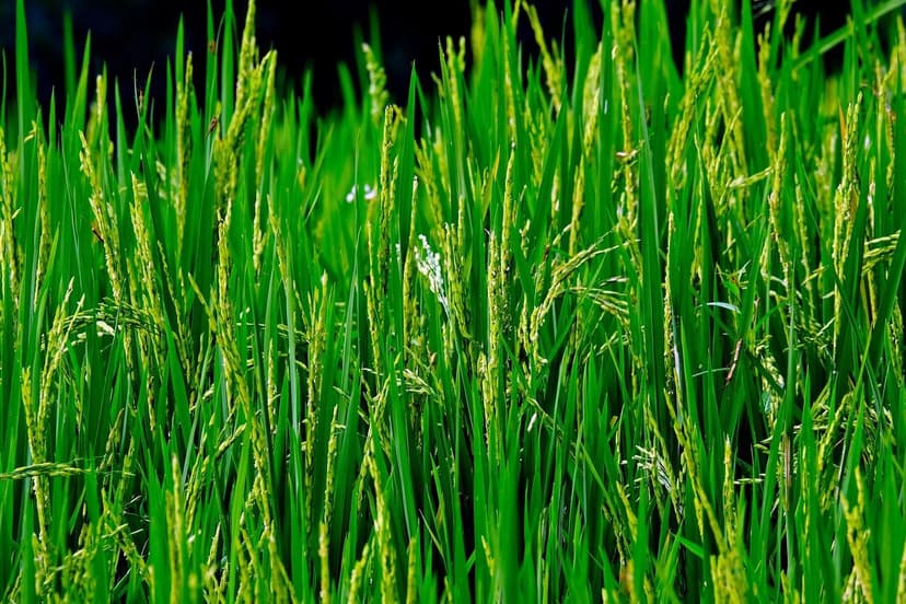 Beneficios de Bioestimulantes en Agricultura Europea