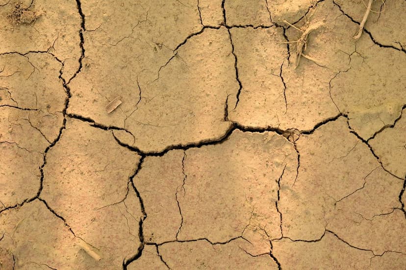 Abiotic Stress in Vegetables: What Biostimulants Contribute
