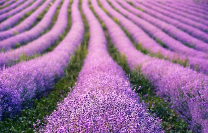 Organic fertilizers that improve the health of your crops