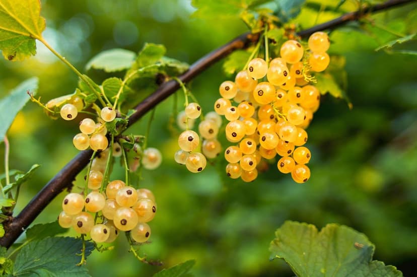 Microbiome du Sol et son Rôle dans la Fertilité Agricole