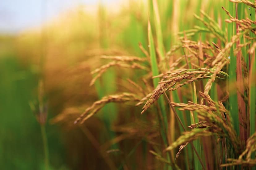 Biostimulanzien für Soja: Steigern Sie Ihre Ernte