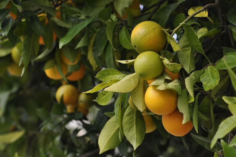 Microbiome du Sol et son Rôle dans la Fertilité Agricole