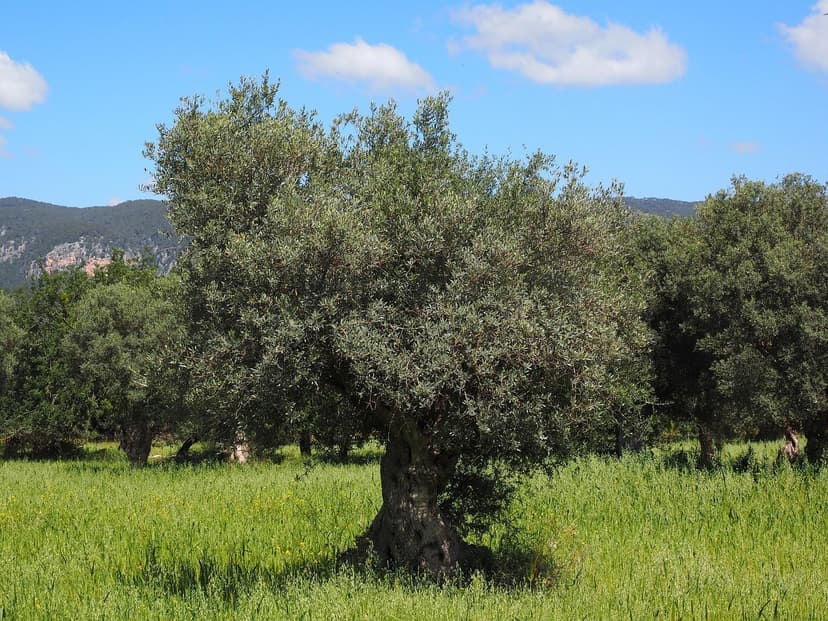 ECOGANIC UNIVERSAL en olivo Arbequina superintensivo: +9,8% producción