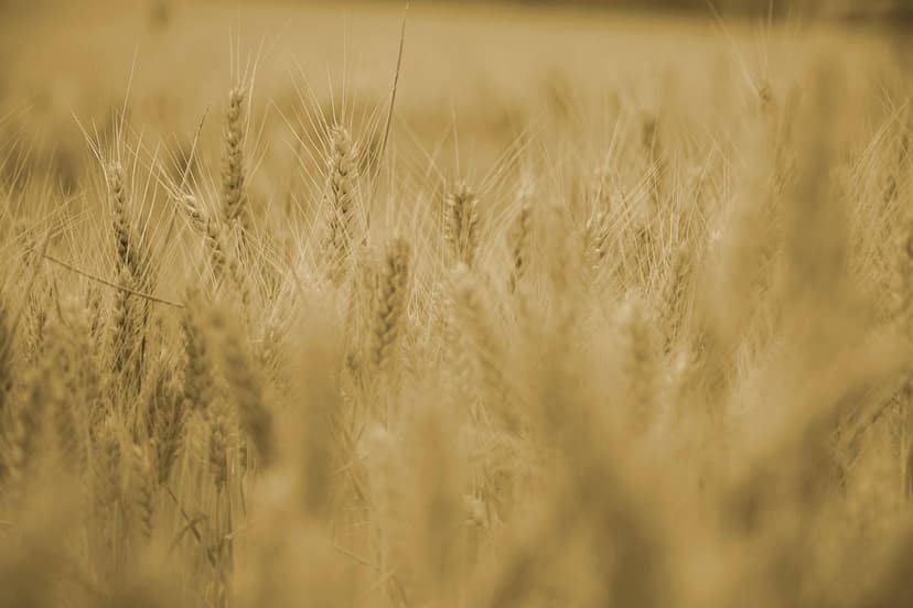 El Futuro de los Fertilizantes: Tendencias Globales de la Biofertiliza