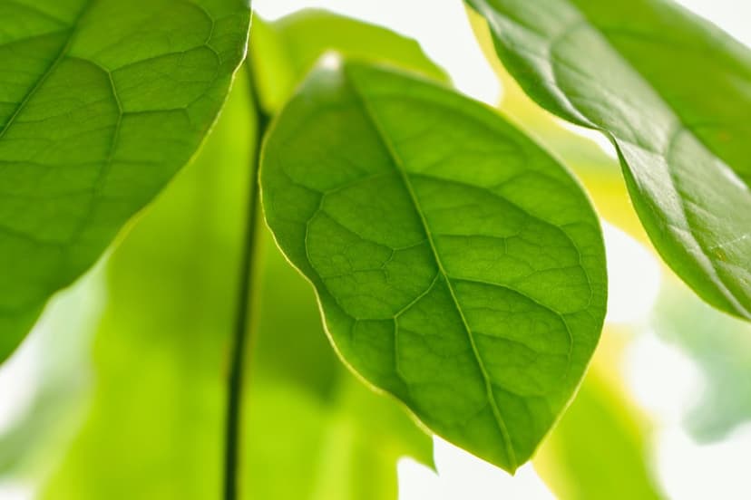 Biostimolanti a base di Aminoacidi negli Avocati in Suoli Salini