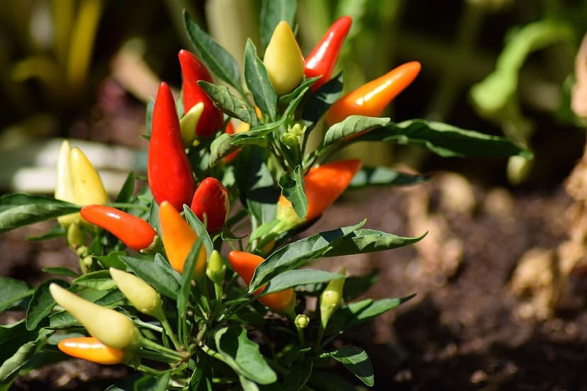 Soil microorganisms: key to healthy crops