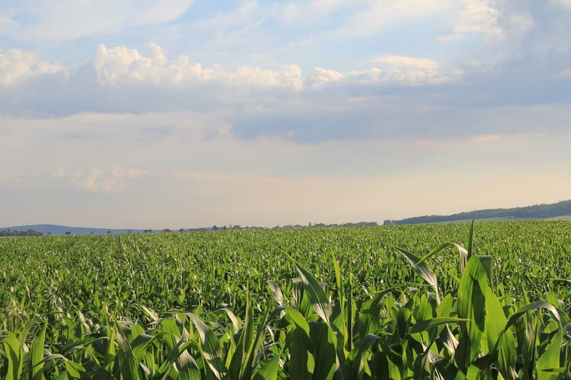 Vantaggi dei Biostimolanti nell'Agricoltura Europea