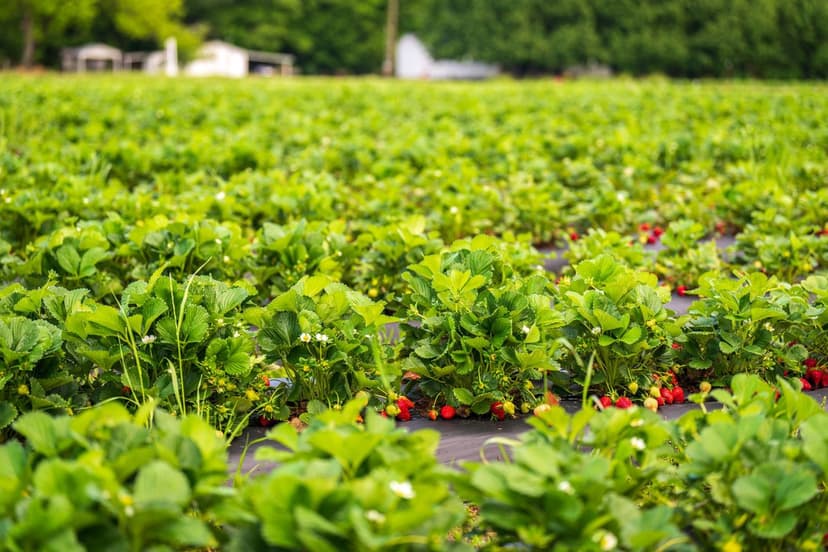 Gestione del Suolo per la Produzione Ottimale di Frutti di Bosco