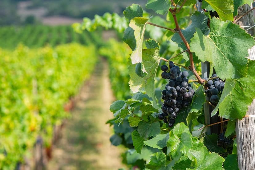 Microrganismos do solo: aumenta a produtividade agrícola