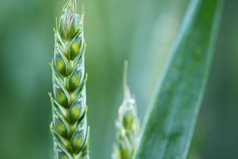 Sustainable Agriculture Strategies in the Americas