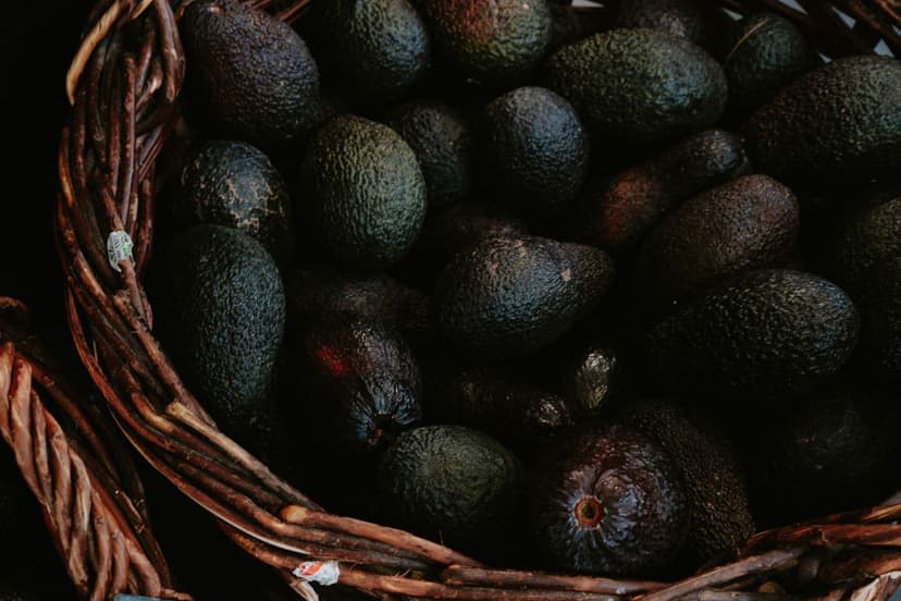 Cuajado de frutos en aguacate con Chlorella: guía 2026