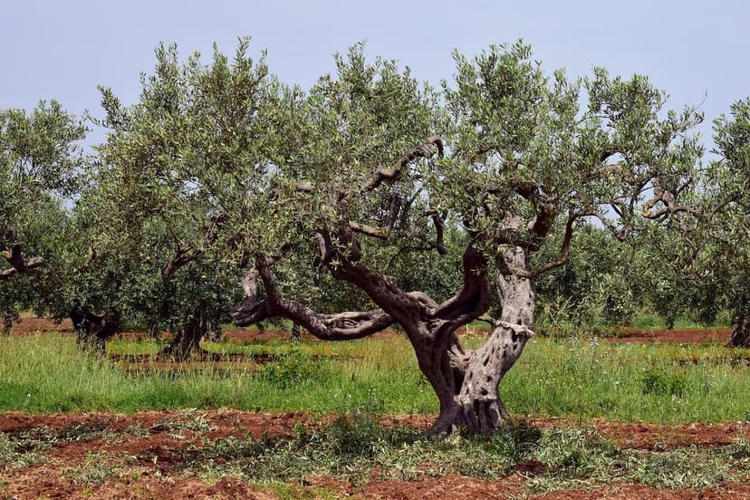 Wirkungsmechanismen bei Wasserstress des Olivenbaums