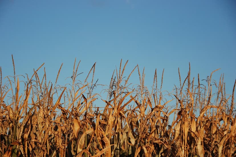4. Causas agronómicas de la deficiencia de hierro