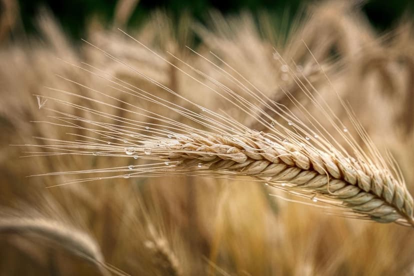 Häufige Fehler bei Biostimulanzien für tropische Kulturen