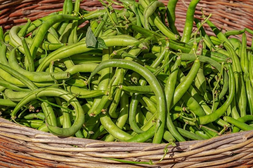 Fertilizzanti organici: migliorano la salute del suolo