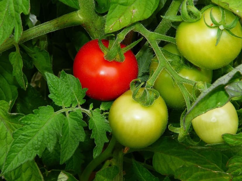 Avantages des algues unicellulaires sur la tomate
