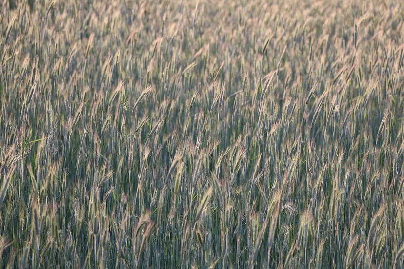 Auswirkungen von Biostimulanzien auf den Weingeschmack