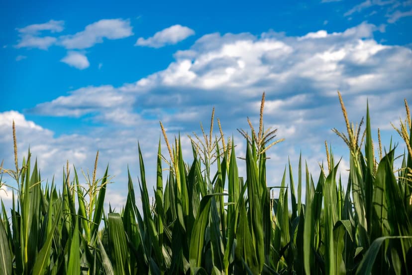 Bioestimulantes para Maíz que Mejoran el Rendimiento