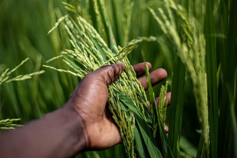 Basta di bugie! Biologico non è ecologico e ti stanno vendendo fumo ne