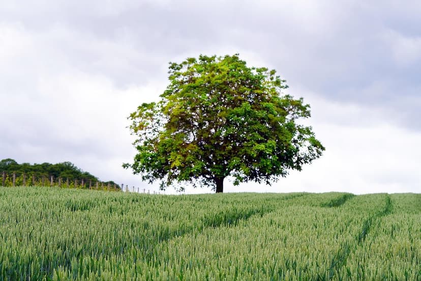 Regulamentação de Bioestimulantes na Europa: Mudanças para Agricultore