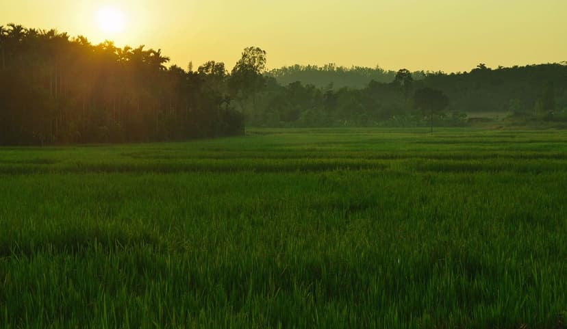 Miglioramenti nella Germinazione con Biostimolanti Agricoli