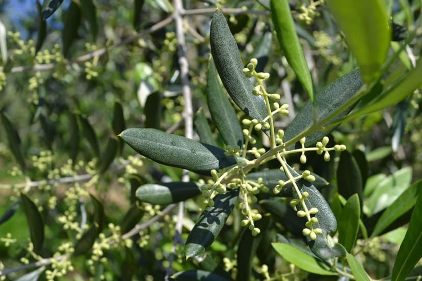 Bioestimulantes Oliveira Absorção Radicular e Rendimento