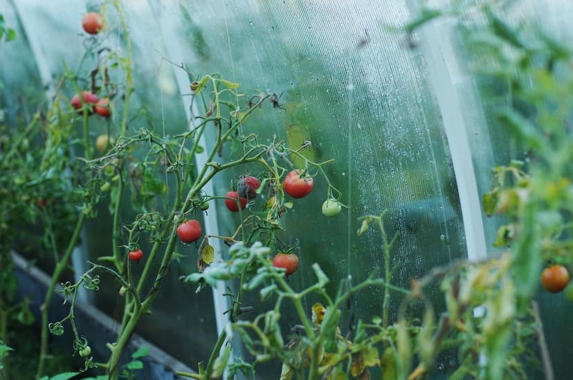 Uso de Bioestimulantes na Produção de Tomate Orgânico