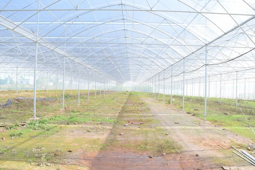 Bioestimulantes para Tomate: Aplicación y Resultados