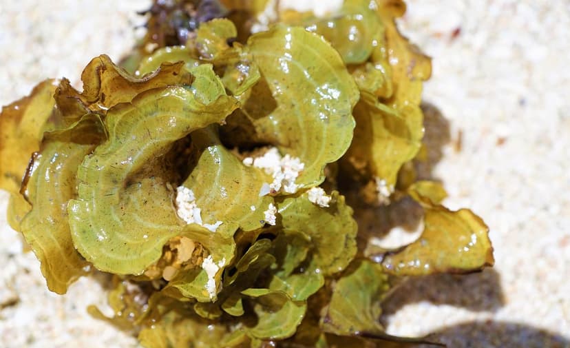 Unicellular Algae to Improve Fruit Set