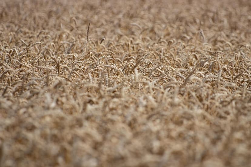 Biostimulants pour les Cultures Européennes : Améliorez votre Producti