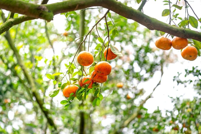 How to Correct Nitrogen Deficiency in Citrus
