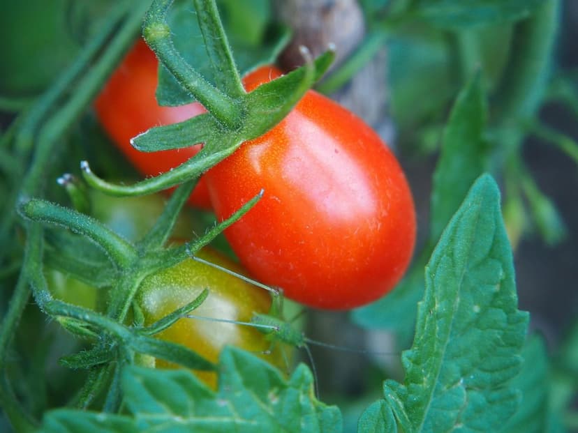Biostimulanzien für Tomaten: Anwendung, Dosierung und Ergebnisse