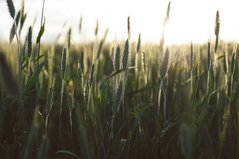 Nutrição vegetal sustentável com bioestimulantes naturais