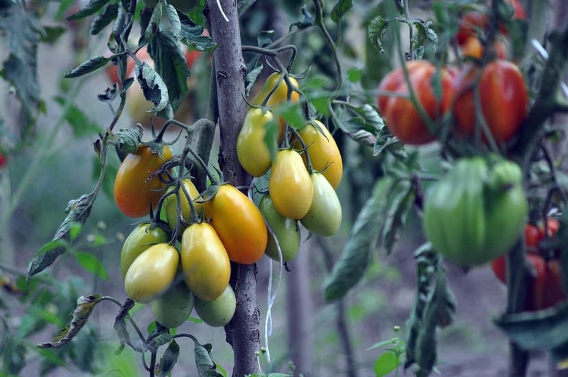 Strategies to Increase Tomato Production in Colombia