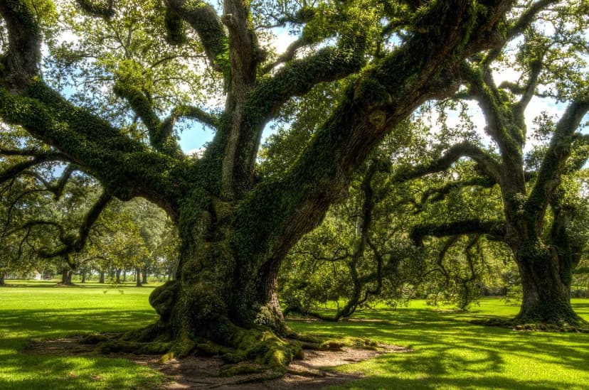 Amino Acid Biostimulants for Avocado in Saline Soils