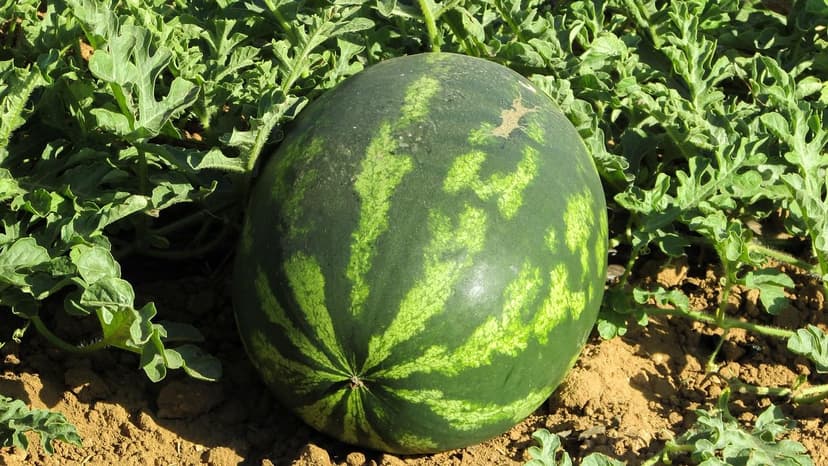 Proteggi il tuo Raccolto e Nutri la tua Terra: La Rivoluzione dei Fito