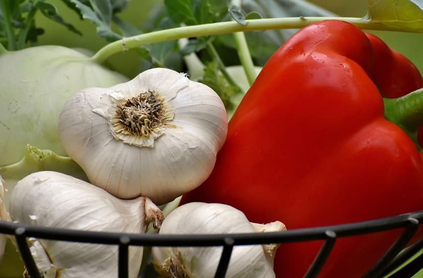 Microorganismos del suelo: clave para cultivos saludables