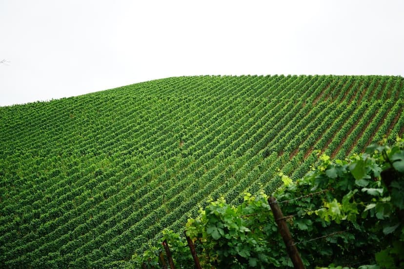 ECOGANIC POWER contra ESCA em videira: eliminação total de sintomas na