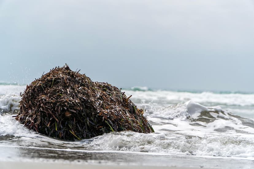 Seaweed Biostimulants: The Battle for Efficacy and Sustainability (Fre