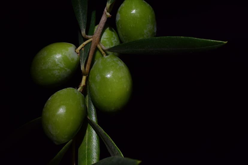 Guia passo a passo para aplicar bioprotetores em oliveiras