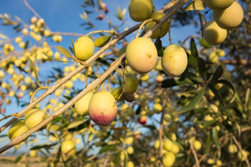Efeitos de Bioestimulantes em Oliveiras sob Secas