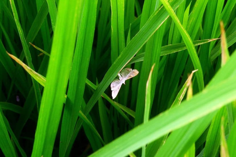 Biostimulants Agricoles : Définition et Mode d'Action