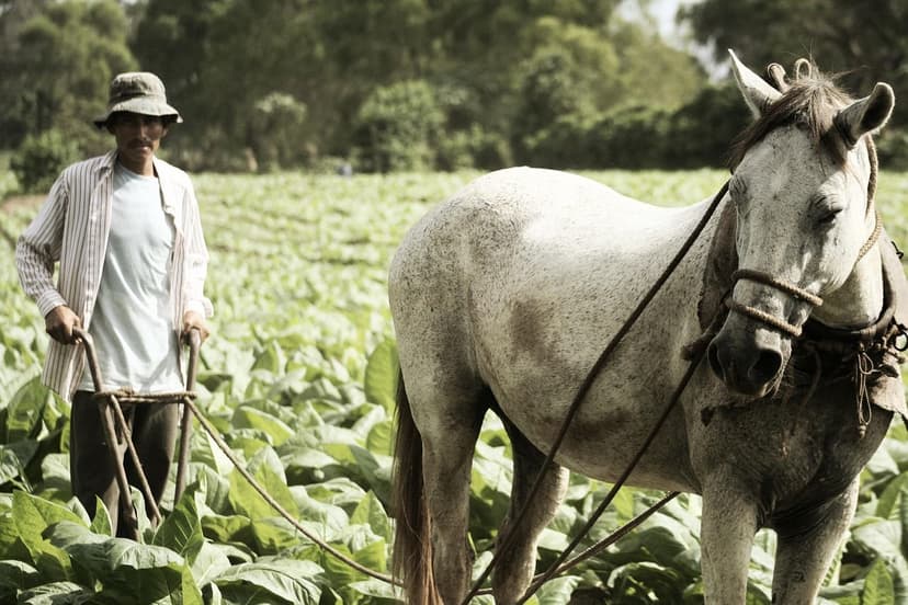 Tendencias en Bioestimulantes: Futuro de la Agricultura
